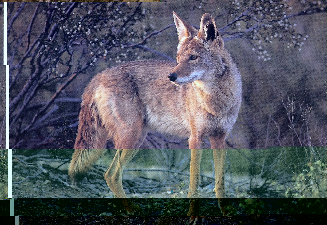 Coyote.jpg
