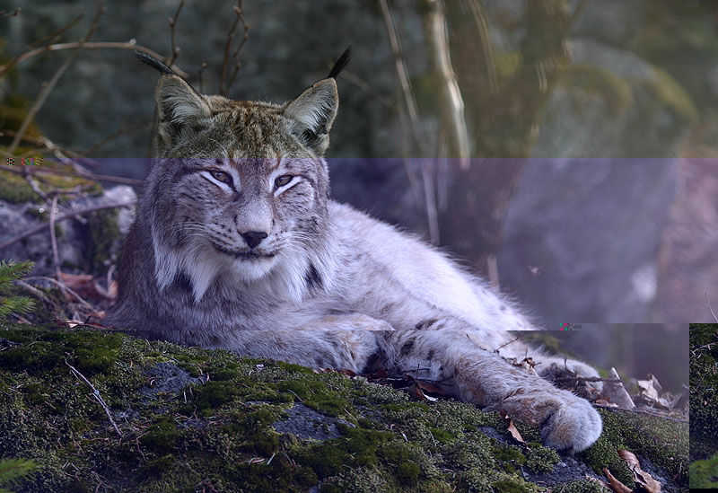 linx.jpg