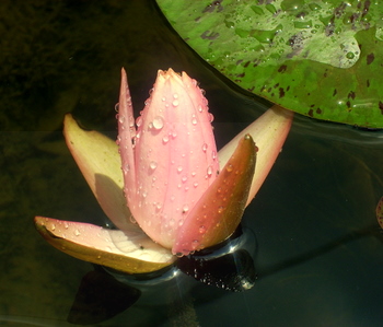 Closed Pink Water Lily 6-27-2010 1-21-47 PM.JPG