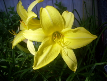 Yellow Flower 6-27-2010 4-50-35 PM.JPG