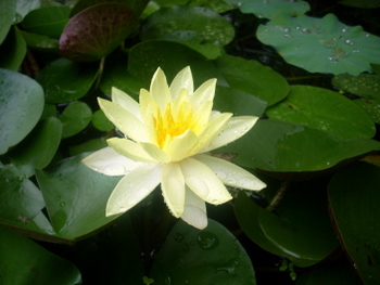 Yellow Water Lily 6-27-2010 1-20-50 PM.JPG