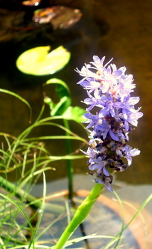 Purple Flower and Pond 6-27-2010 1-22-12 PM.JPG