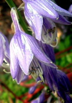 Purple Bells Flower 6-27-2010 4-46-32 PM.JPG