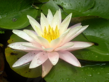 Pink Water Lily 6-27-2010 1-21-23 PM.JPG