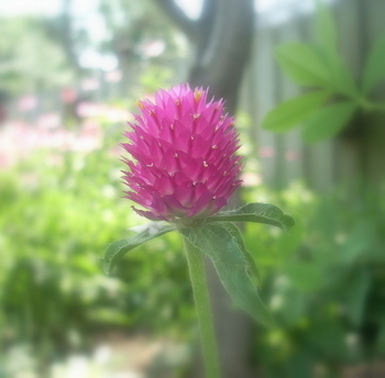 Pink Flower 6-27-2010 4-43-08 PM.JPG