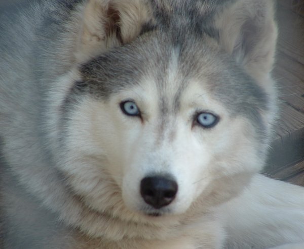 husky_blue_eyes_by_vercaserenity.jpg
