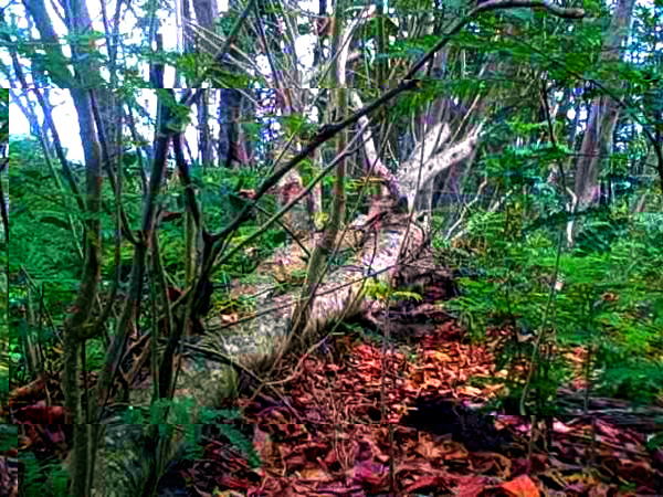 forest.jpg