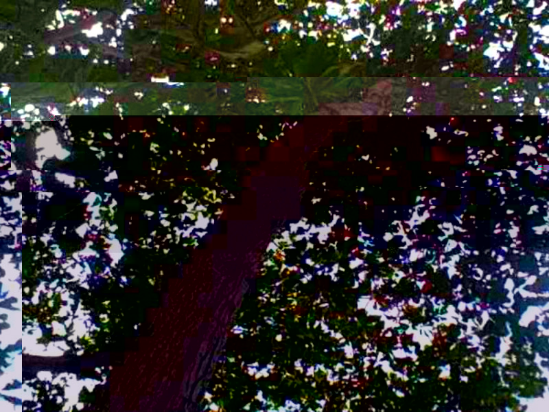 arbol abajo.jpg