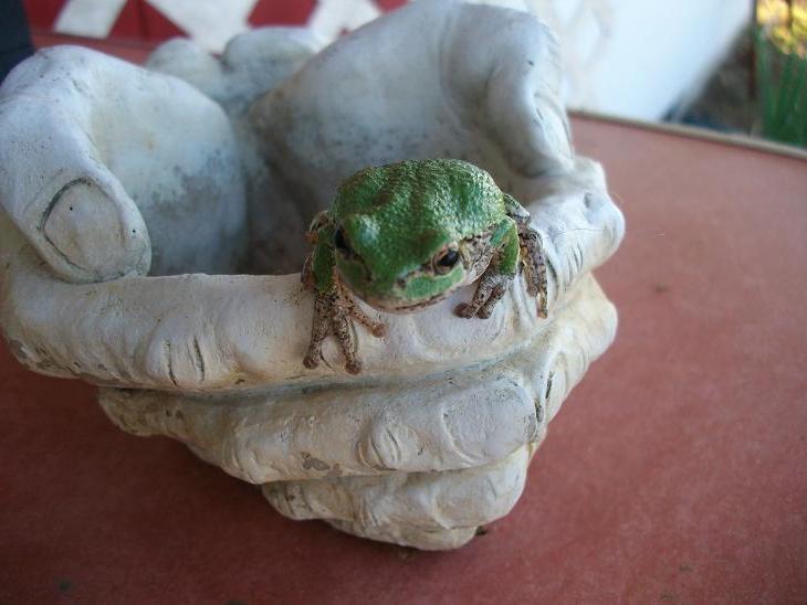 frog 1 .JPG