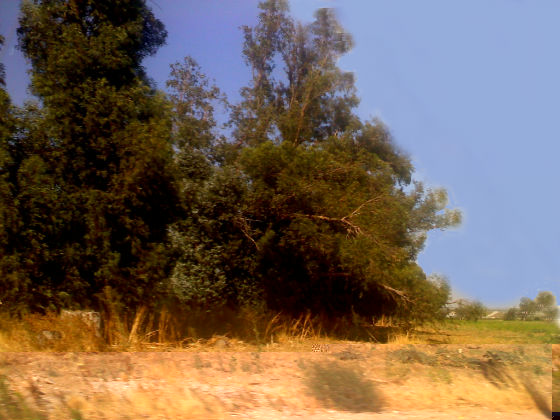 Green Small.jpg