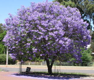 jacaranda tree.jpg