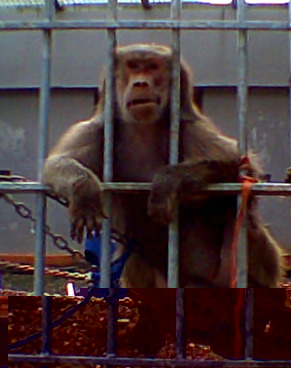 my fave monkey.jpg