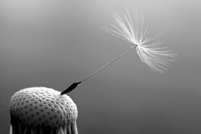 images-miscellaneous-2005-dandelion-700x700.jpg