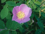 CIMG2580-1.jpg