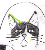 kitty.jpg