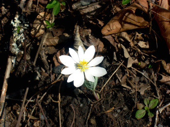 Spring_2010 044.jpg