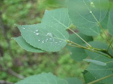 IMG_0123 S.JPG