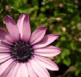 bornotoshop purple flower edit.JPG