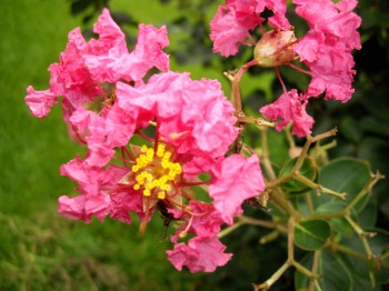 pink flower.jpg