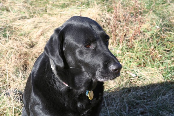 blacklab.jpg