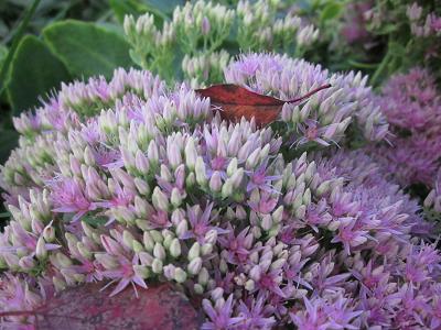 IMG_1185.JPG