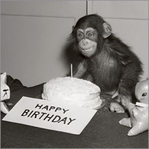 1440191_Happy_Birthday_Chimp.jpg