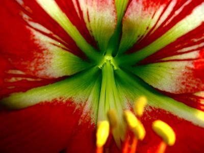 red flower center.JPG