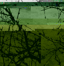 Branches.jpg