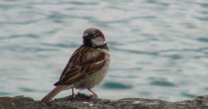 Birdy.jpg