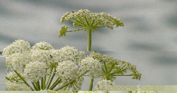 White flower.jpg