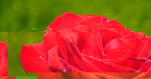 Red flower.jpg