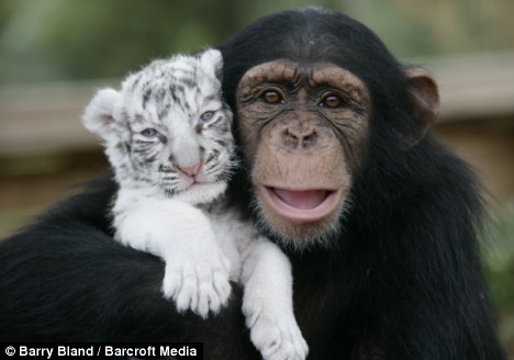 chiptigerlove2.jpg