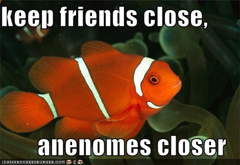 funny-pictures-clownfish-anenome-enemy-1.jpg