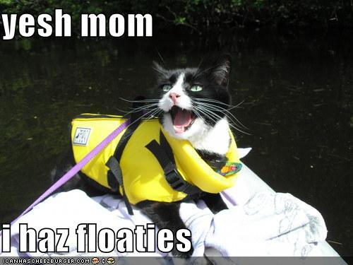 cat3.jpg