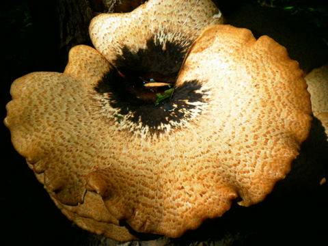 Mushroom 9-5-2010 1-11-07 PM.JPG
