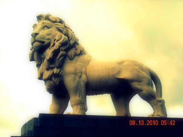 lion..... alisons pic.jpg