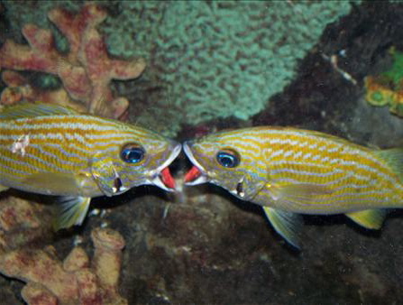 Aquatic Love.jpg