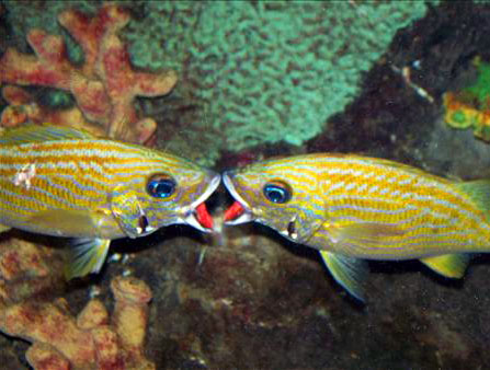 Aquatic Love.jpg