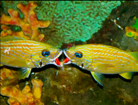 Fishies.png