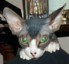 SaffronSpice-peek-a-boo.jpg