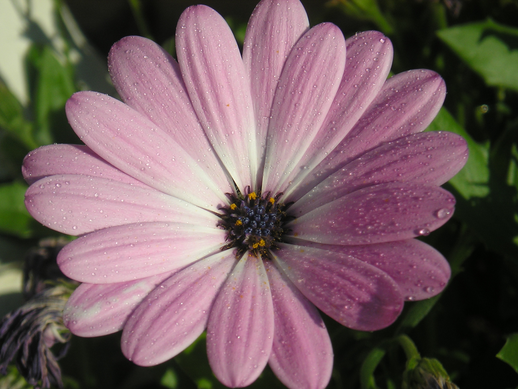 flower.JPG