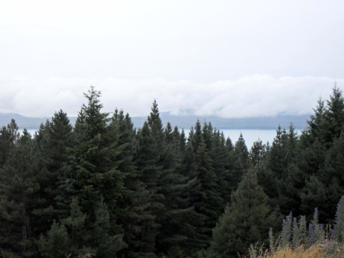 Forest.jpg