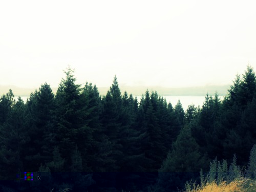 forest edit number 3.jpg