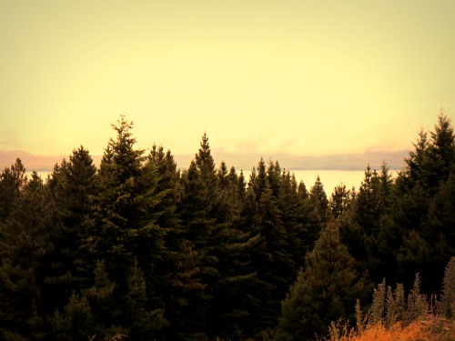 forest edit number 2.jpg
