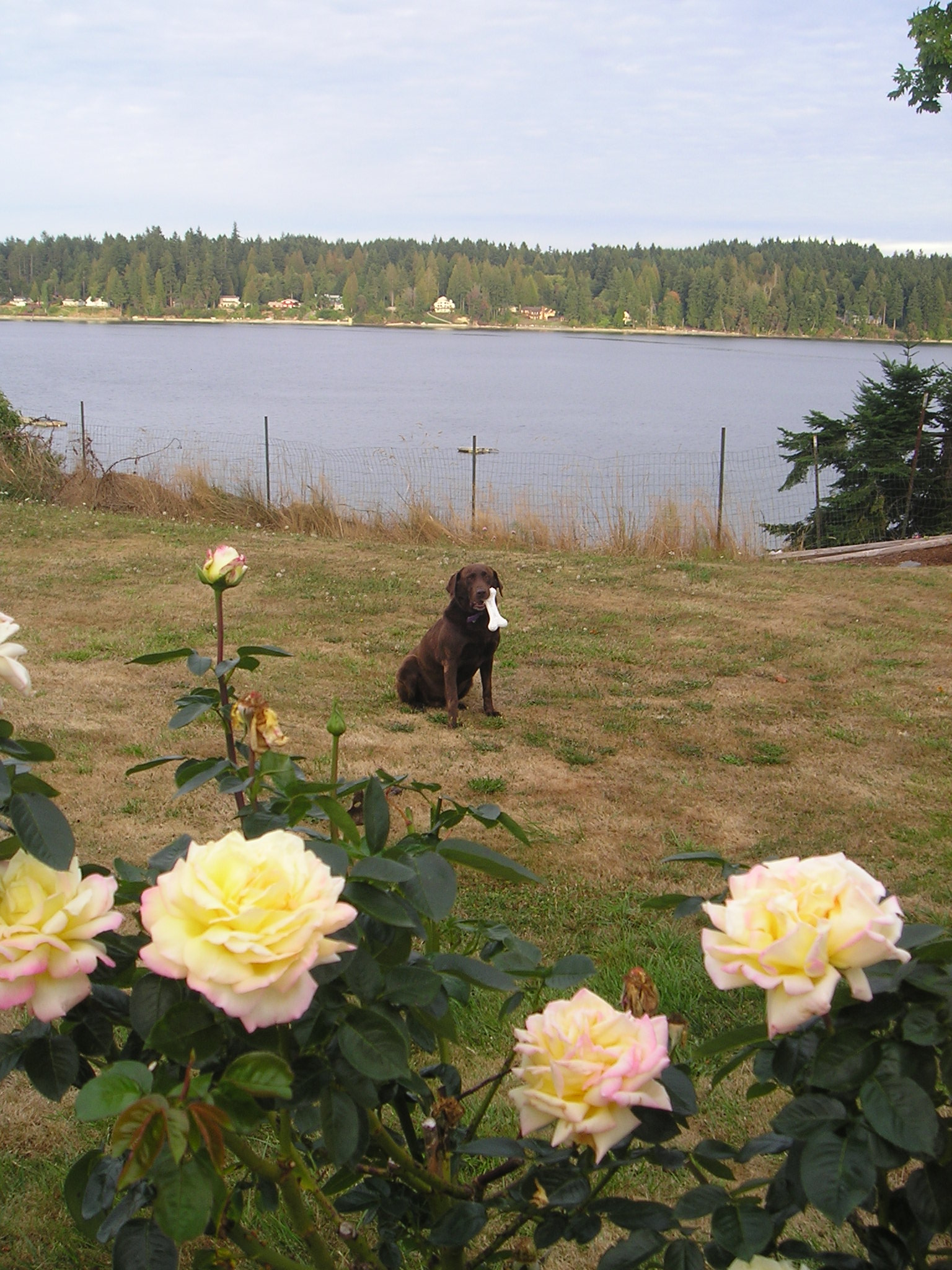Csoki and Roses.JPG