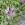 herb