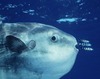 OceanSunfish