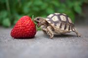 Team Tortoise
