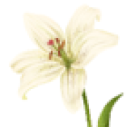 The Order of the Lily Flower