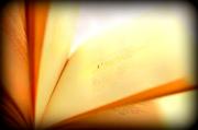 Storybook Revolution